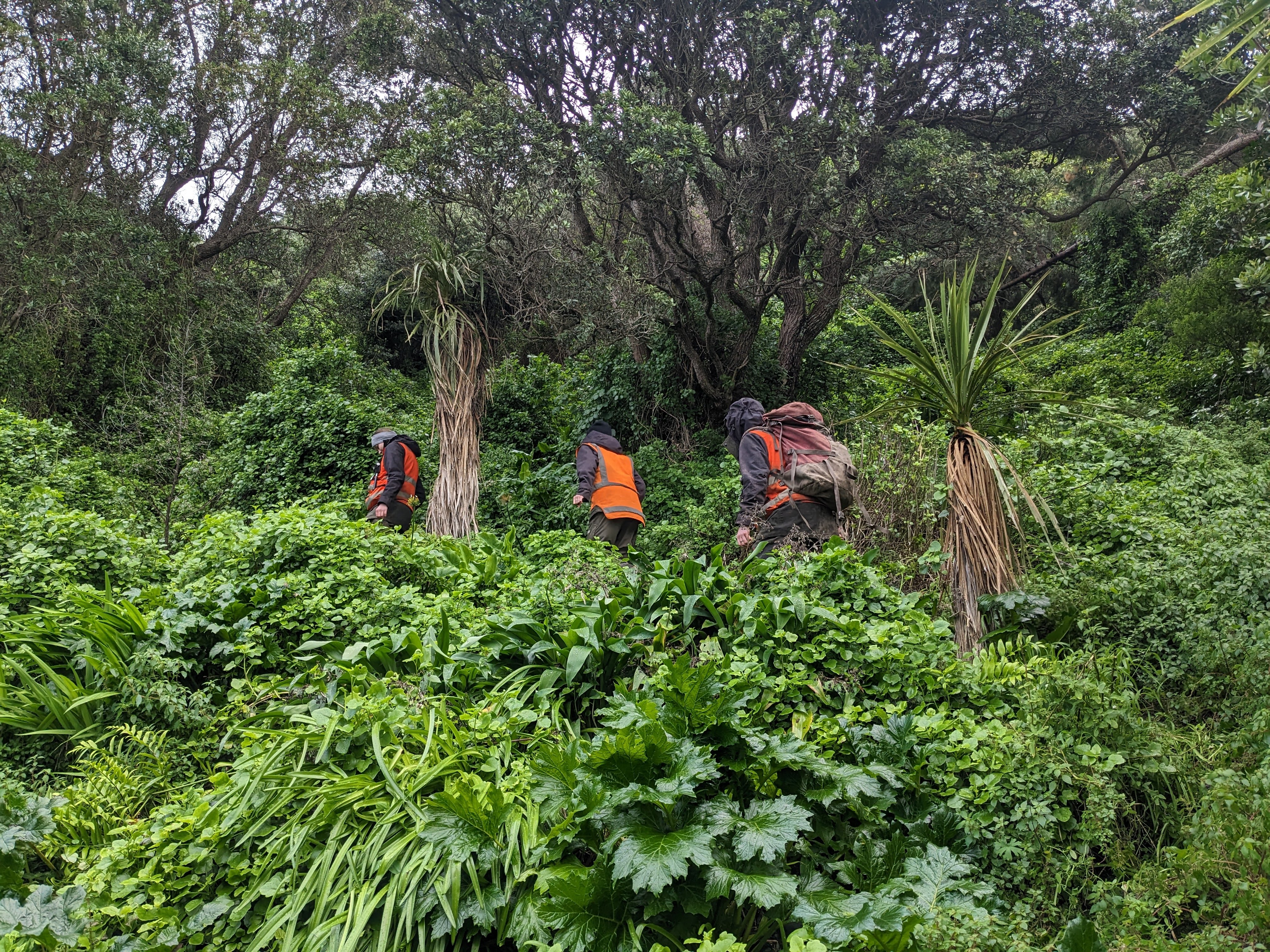 Predator Free Wellington