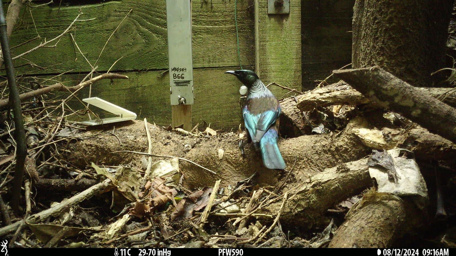 Tui on trail camera